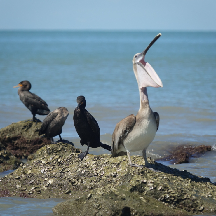 seabirds on the shore